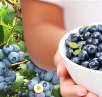 Jolly Berries - Hotels Melbourne