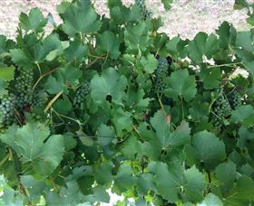 Jeir Creek Wines - Hotels Melbourne 2