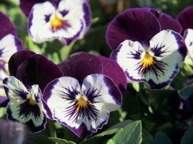 Newtown Park State Rose Garden - Hotels Melbourne 0