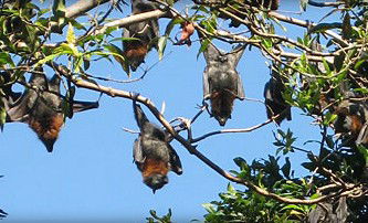 Blackbutt Reserve - Hotels Melbourne 1