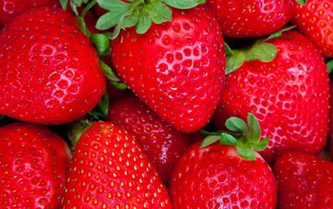 Newcastle City Farmers Markets - Hotels Melbourne 2