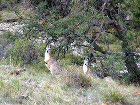 Saunders Gorge Sanctuary - Hotels Melbourne 2
