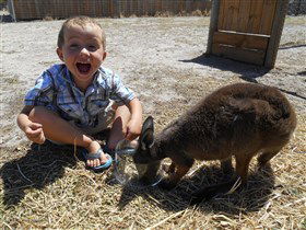 Animal Farm Goolwa - Hotels Melbourne 0