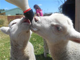 Animal Farm Goolwa - Hotels Melbourne 1