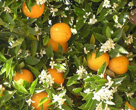 Orange World - Hotels Melbourne 2