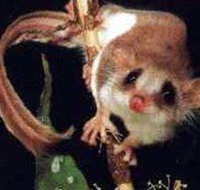 Carrowong Fauna Sanctuary