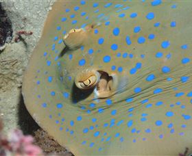 Mooroobool QLD Hotels Melbourne