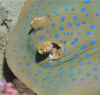 Jorgey's Patch Dive Site - Hotels Melbourne