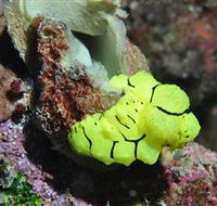 The Oasis Dive Site - Hotels Melbourne