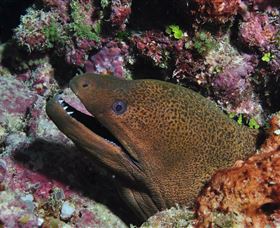 The Oasis Dive Site - Hotels Melbourne 2