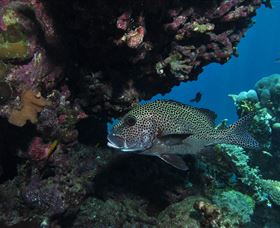 The Oasis Dive Site - Hotels Melbourne 3