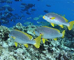 Three Sisters Dive Site - Hotels Melbourne 1