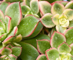 Billabong Garden Complex & Cafe - Hotels Melbourne 0