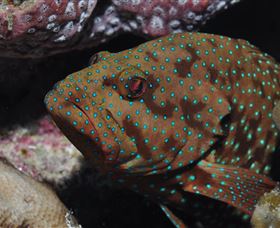 Challenger Bay Dive Site - Hotels Melbourne 3