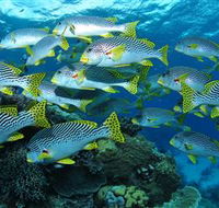 Challenger Bay Dive Site - Hotels Melbourne