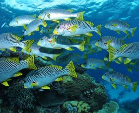 Challenger Bay Dive Site - Hotels Melbourne 0