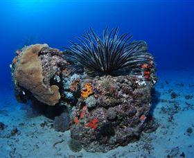 Challenger Bay Dive Site - Hotels Melbourne 1