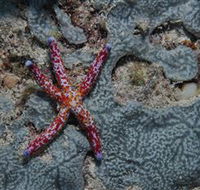 Clam Gardens Dive Site - Hotels Melbourne