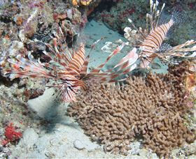 Lighthouse Bommie Dive Site - Hotels Melbourne 3