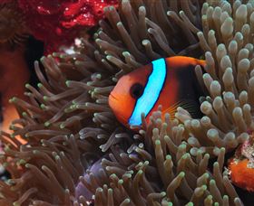 Lighthouse Bommie Dive Site - Hotels Melbourne 2