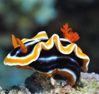 Monolith Dive Site - Hotels Melbourne