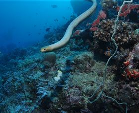 Two Towers Dive Site - Hotels Melbourne 1
