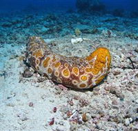 Two Towers Dive Site - Hotels Melbourne