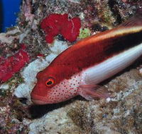 Snake Pit Dive Site - Hotels Melbourne