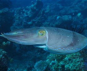 Snake Pit Dive Site - Hotels Melbourne 1