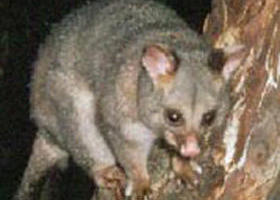 Moondarra State Park - Hotels Melbourne 0