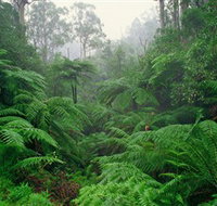 Tarra Bulga National Park
