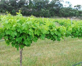 Tamburlaine Organic Wines - Hotels Melbourne 1