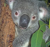 Hunter Valley Zoo - Hotels Melbourne