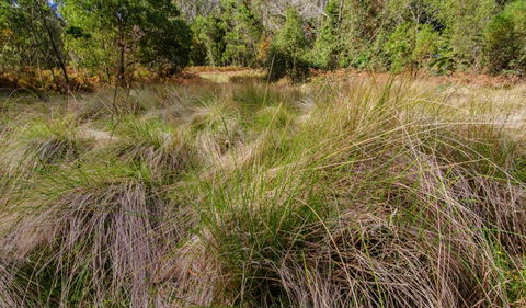 Brush Turkey Track - Hotels Melbourne 2