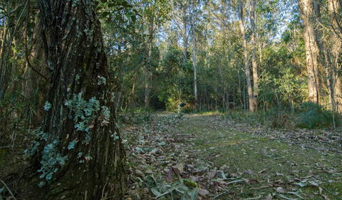 Brush Turkey Track - Hotels Melbourne 3