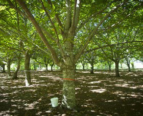 Sassafras NSW Hotels Melbourne