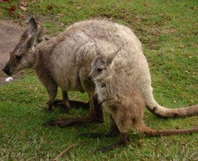 Forest Of Tranquillity - Australian Rainforest Sanctuary - Hotels Melbourne 1