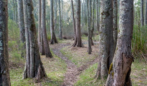 Anabranch Loop Track - Hotels Melbourne 1