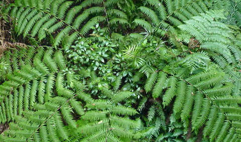 Walk With The Birds Boardwalk - Hotels Melbourne 2