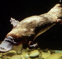 Platypus Pool - Hotels Melbourne