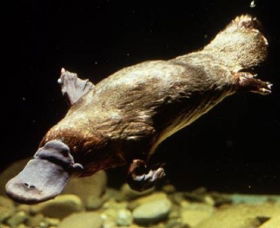 Platypus Pool - Hotels Melbourne 0