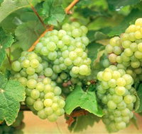 Red Tail Wines - Hotels Melbourne