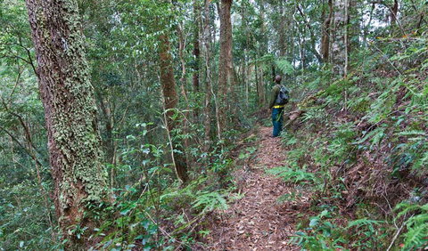 Blackbutt Walking Track - Hotels Melbourne 0
