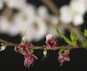 Fruit Salad Tree Company - Hotels Melbourne 1