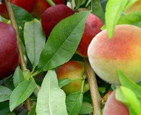 Fruit Salad Tree Company - Hotels Melbourne 0