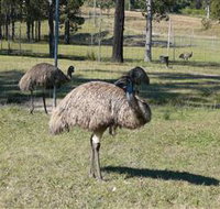 Glen Ian Ostrich and Emu Farm