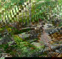 Wollumbin-Mount Warning National Park