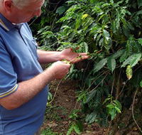 Wombah Coffee Plantation - Hotels Melbourne