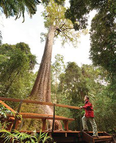 Old Bottlebutt - Hotels Melbourne 0