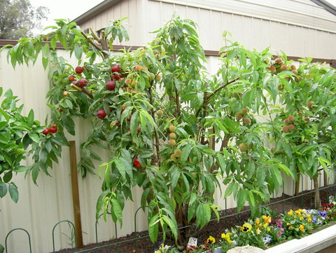 Fruit Salad Tree Company - Hotels Melbourne 4